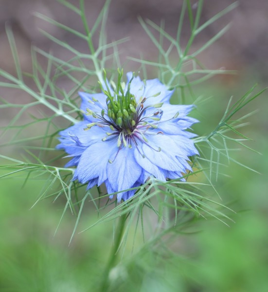 100+ seeds Love in a mist flower BLUE / Nigella Damascena – organic crop of 2024