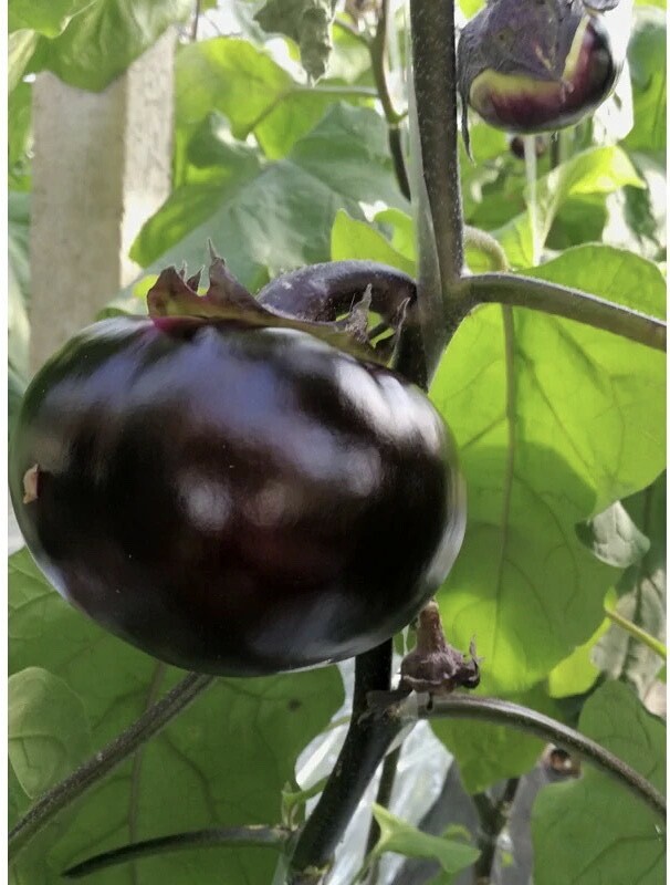 30+Round Black Beauty Eggplant Seeds High Yield Tasty Green Asian Vegetable USA