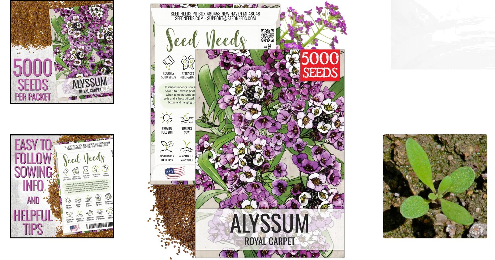 Untreated Royal Carpet Alyssum Seeds – Tender Perennial for Rock Gardens 1 Pack
