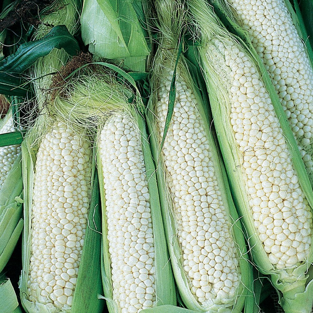 Country Gentleman White Corn Seeds 25 Ct Sweet Vegetable Garden Heirloom USA
