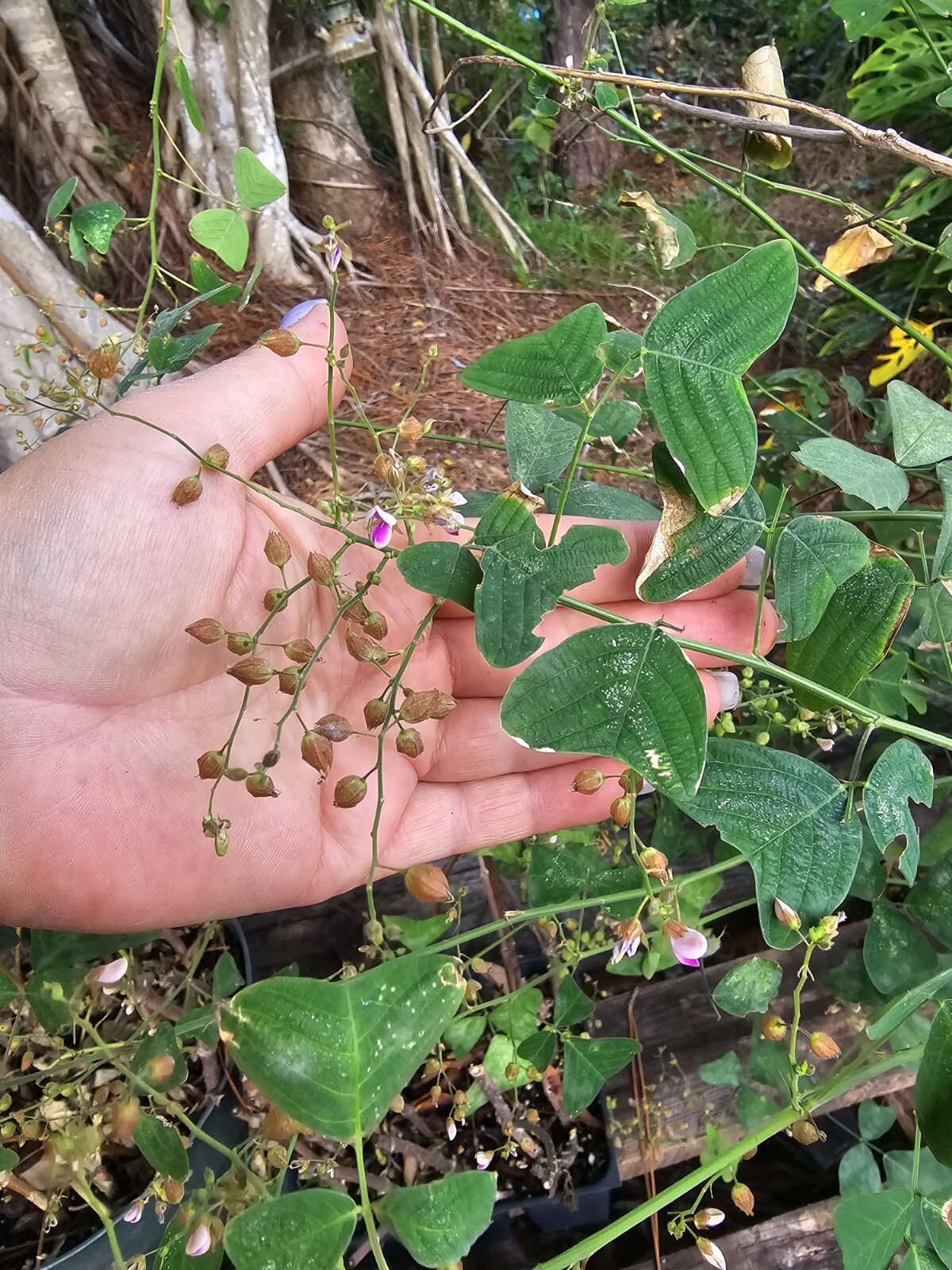 Organic Christia Obcordata Butterfly Wing Plant Swallowtail 5 SEEDS 23/12