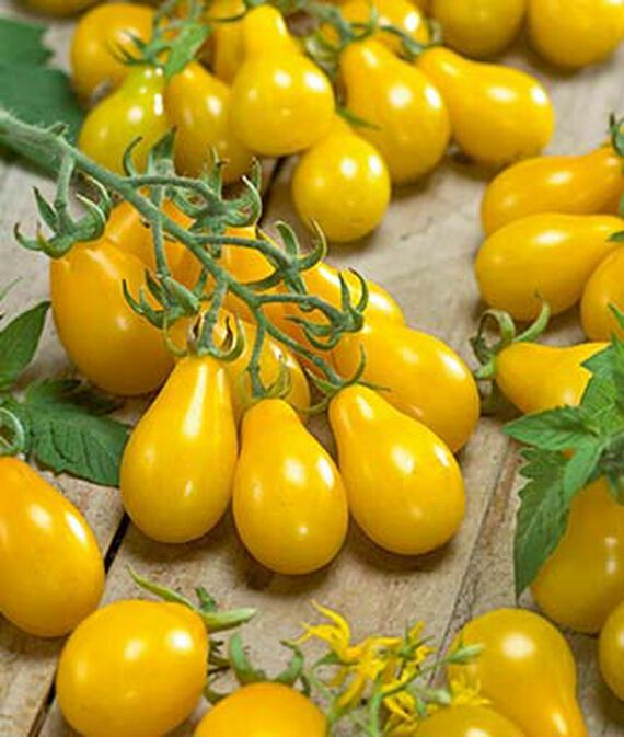 Small Yellow Pear Cherry Tomato Seeds | Heirloom | Non-GMO | Fresh Veg Seeds