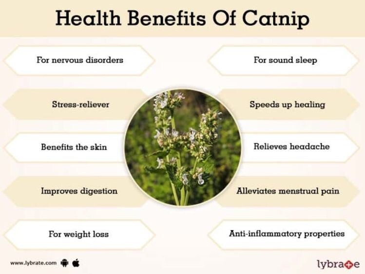 100 CATNIP Seeds CATSWORT Herb Medicinal Magic CATMINT NON GMO ORGANIC Garden
