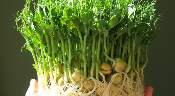 16 oz Green Pea