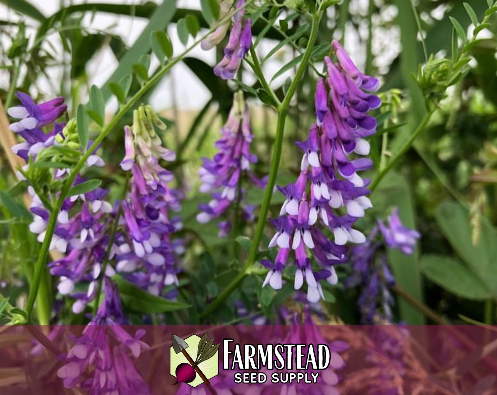 350+ Hairy Vetch Seeds | Flower Gardening for Pollinator Bees & Butterflies