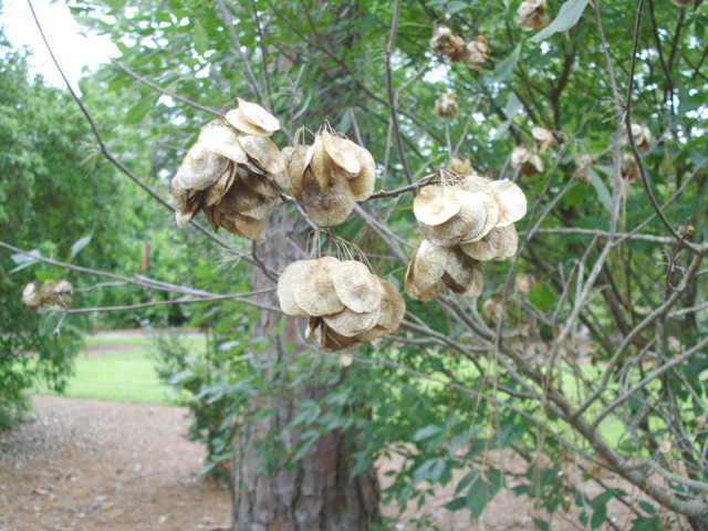20 COMMON HOP TREE SEEDS – ptelea trifoliata