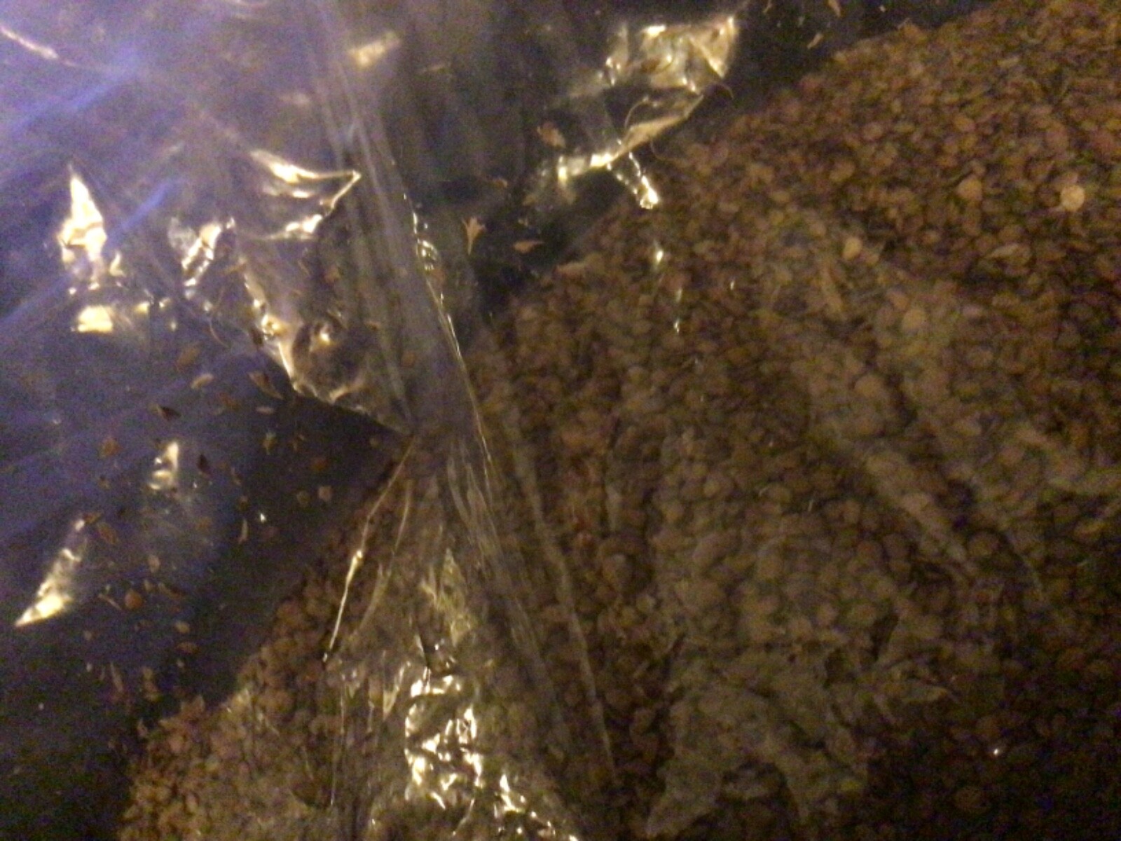 American Elm tree seeds. {ULMUS AMERICANA}