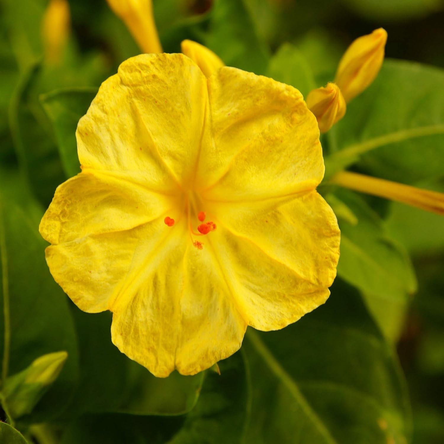 Easy-Grow Yellow Four O’clock Seeds – 1/4 lb Perennial for Borders & Hedges