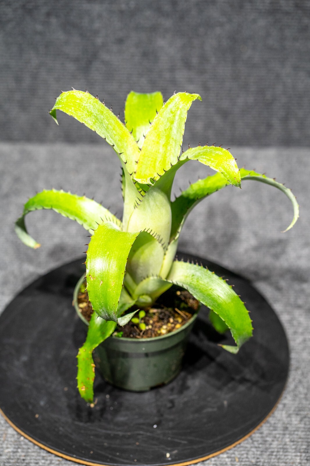 Aechmea Bromeliifolia Green 4″ pot(rare, collectors) – Live plant