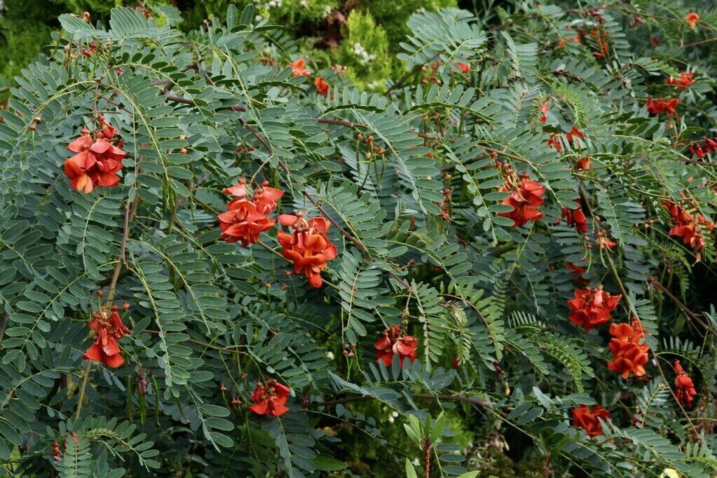 5 Scarlet Fire Red Wisteria Seeds Vine Climbing Flower Perennial Flowers USA