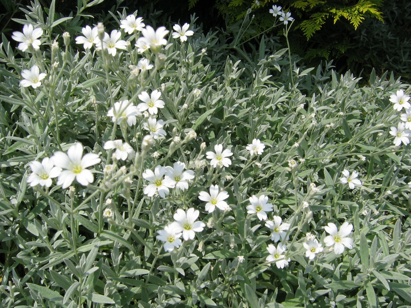 Snow In Summer Seeds 300+ Cerastium Flower Groundcover PERRENIAL FREE SHIPPING