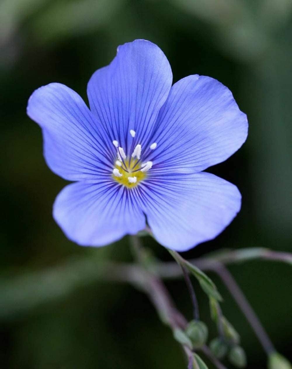 Flax Flower Seeds Blue Flax Flower Seeds, “COOL BEANS N SPROUTS” Brand.