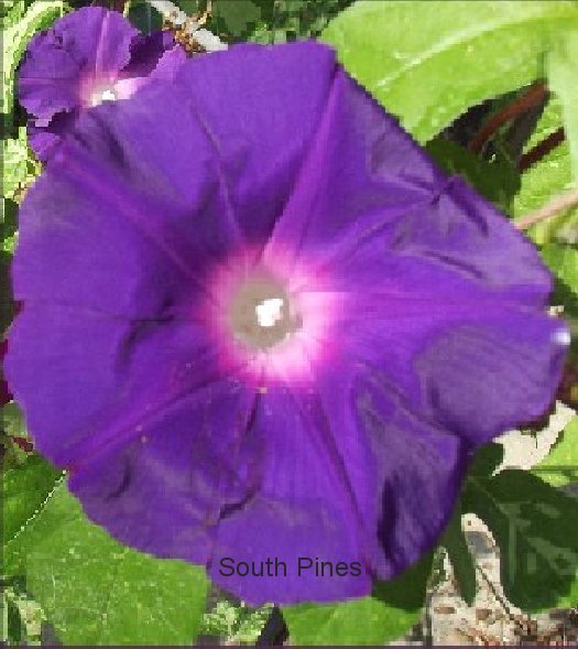 Akatsuki no Murasaki Japanese Morning Glory – 7 Seeds – ipomoea Nil Deep Purple