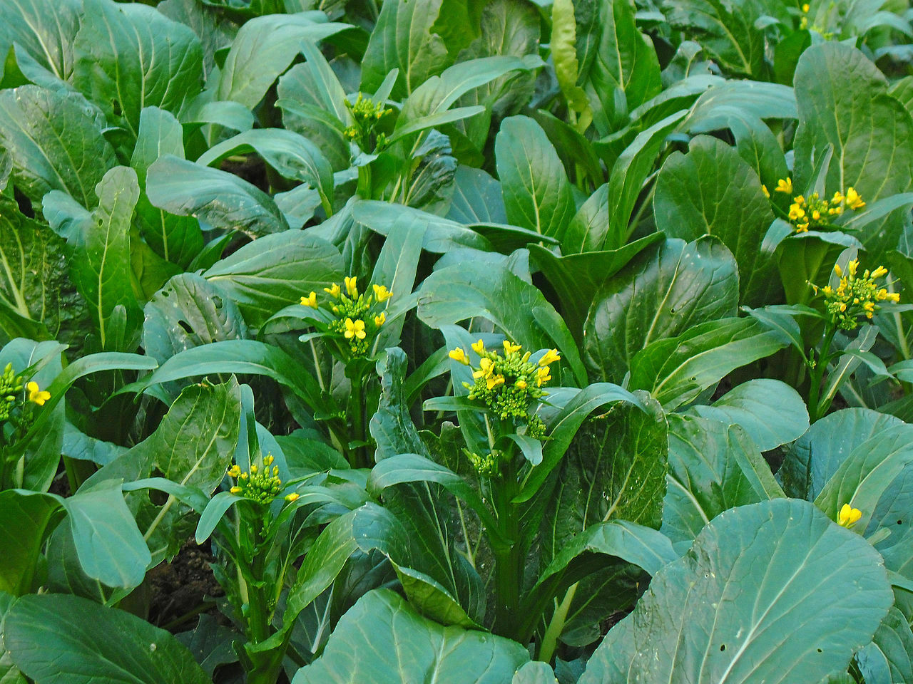 200+ seeds Asian Yu Choy Choi Sum Choy Sum Chinese Flowering Cabbage Veggies USA