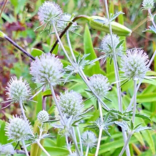 WHITE SEA HOLLY 100 SEEDS, ERYNGIUM, WHITE FLOWERS, mariesgreengarden