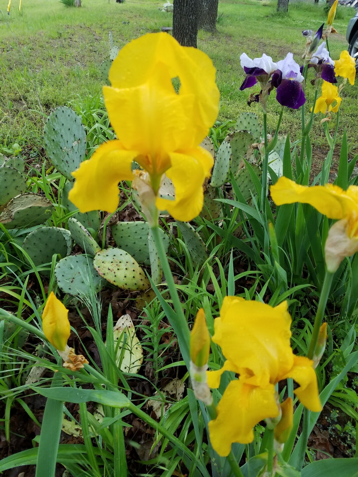 10x MIXED VARIETIES/COLORS IRIS BULBS RHIZOMES (Will BE TALL) Fresh
