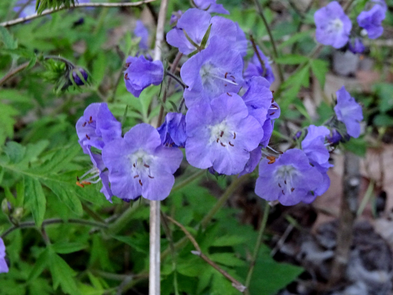 Phacelia bipinnatifida Fernleaf Phacelia Native biennial 20 seeds from 2025 RARE