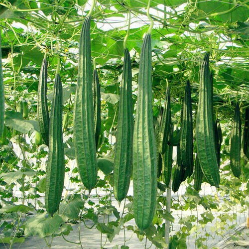 10 Bonanza Angled Luffa Gourd|Long Asian Okra Loofa Bitter Melon Mướp Khía Seeds