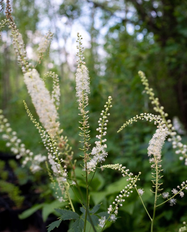 20 Live Black Cohosh Bulbs – No Ship to AK, HI & P.R.