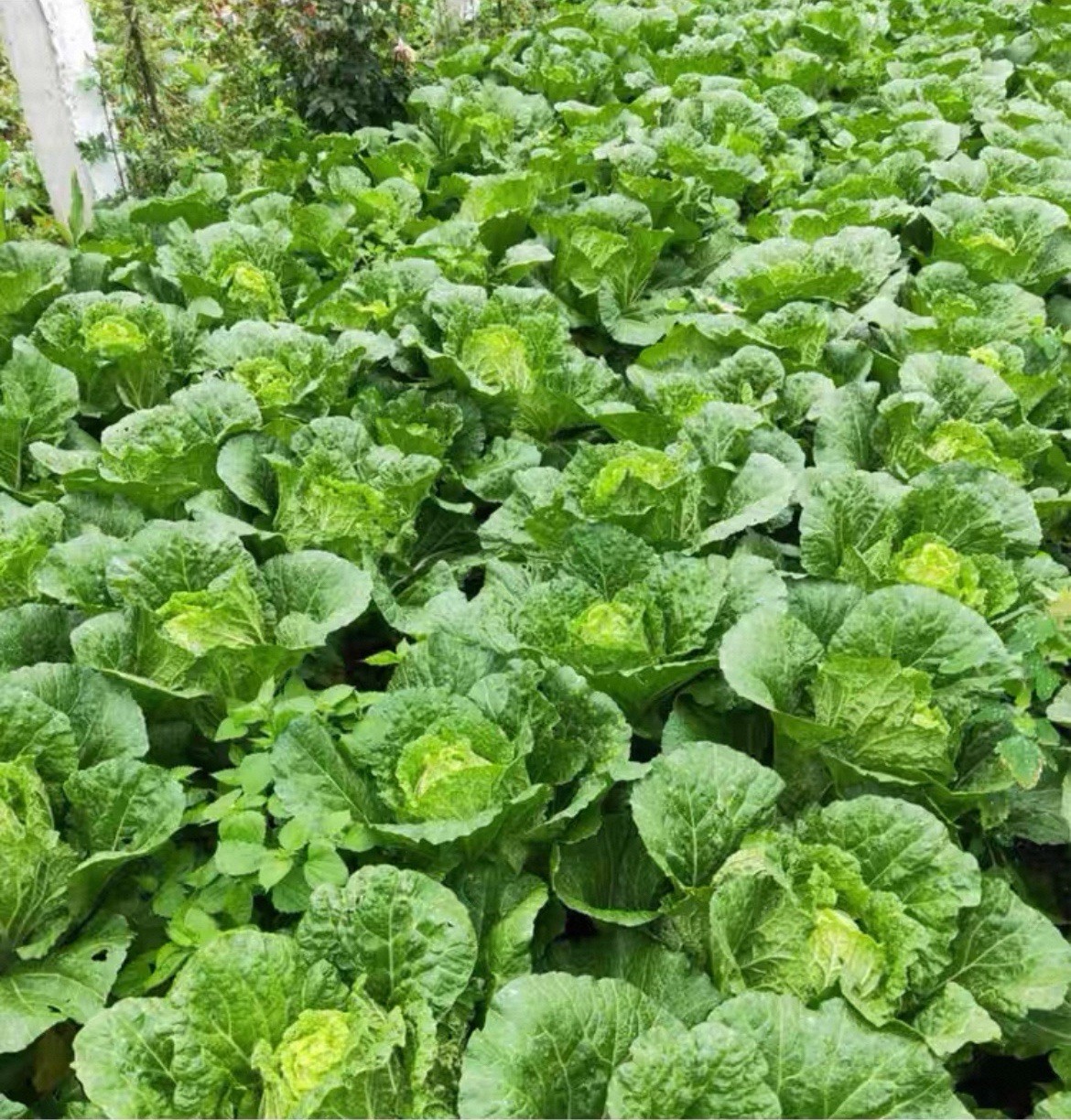 400+Early Napa No.5 Chinese Cabbage Seeds produced by 2025. 400多粒早熟5号大白菜种子2025年产