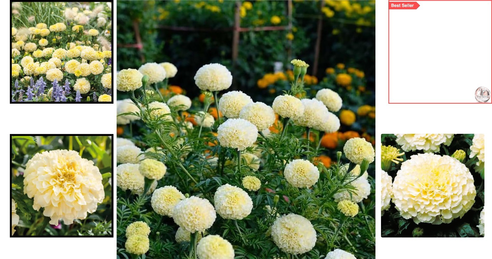 Luminous Moonlight Marigold Seeds – Attract Pollinators & Brighten Your Garden