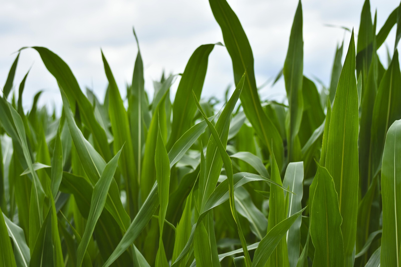 Stowell Evergreen White Corn, Heirloom, FREE SHIPPING