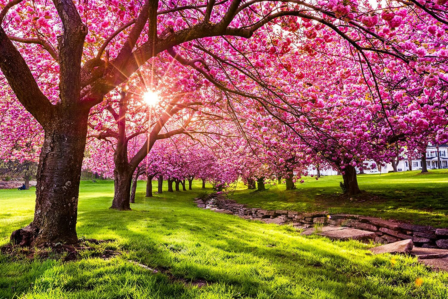 25 Japanese Flowering Cherry Blossom Seeds