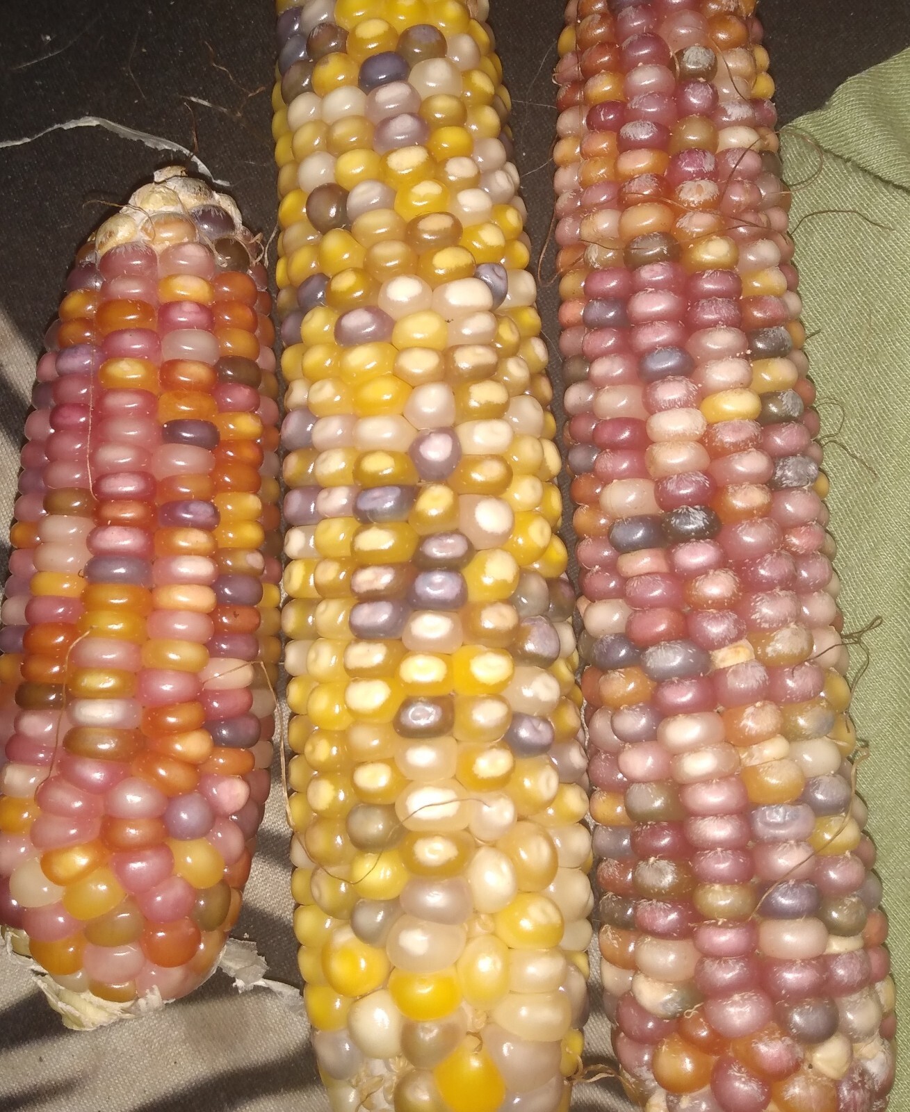 Glass Gem Corn Seeds (10 seeds) Organic USA Grown