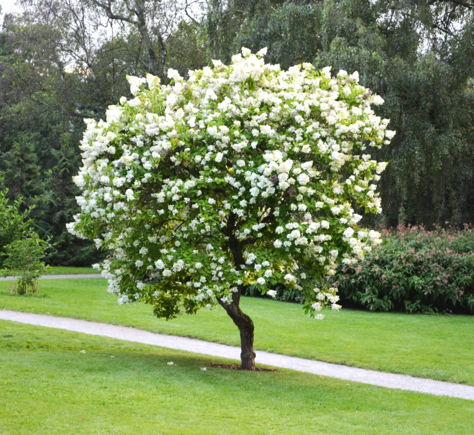Japanese Lilac Tree Seeds – For 2026 Planting Ivory Silk Summer Flowering White