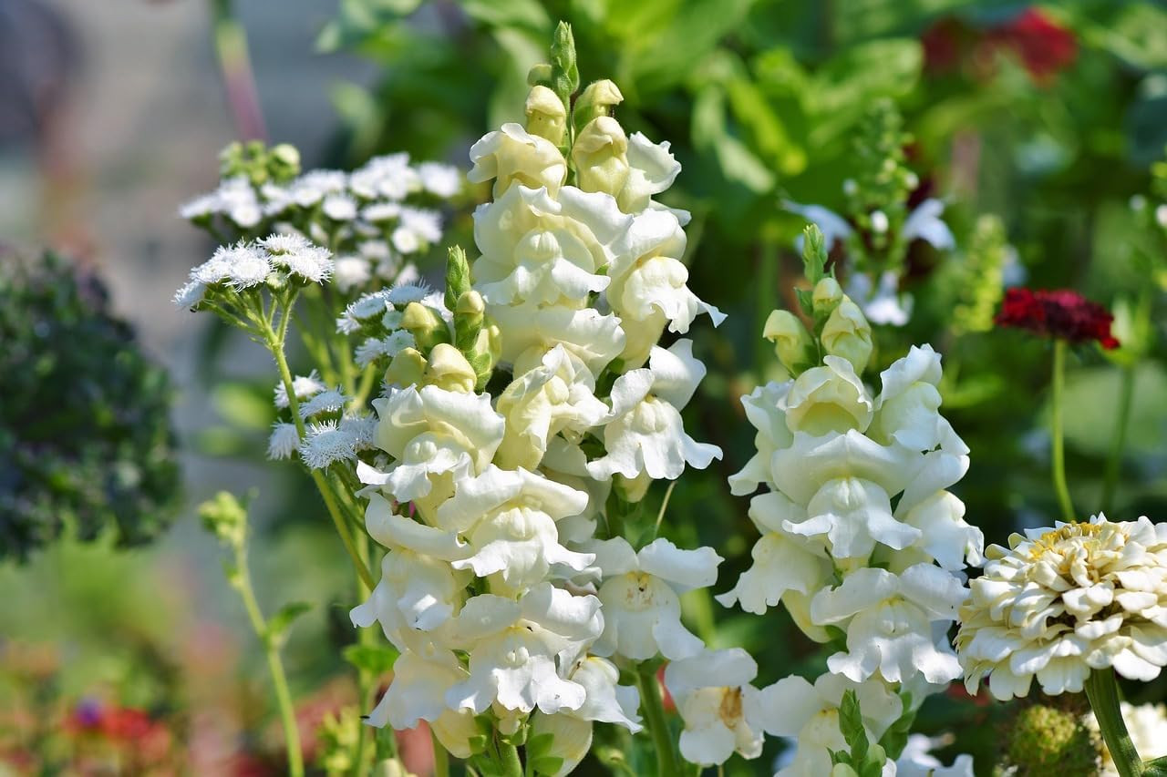 3000+ Giant Snapdragon Seeds Mixed Colors – Antirrhinum Majus Maximum Flower See