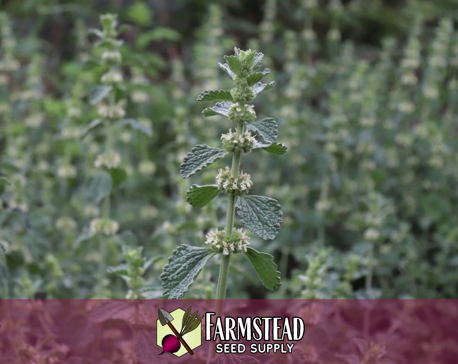 1,000+ Horehound Seeds | Herb Gardening Plant Seed Packet for Growing, USA