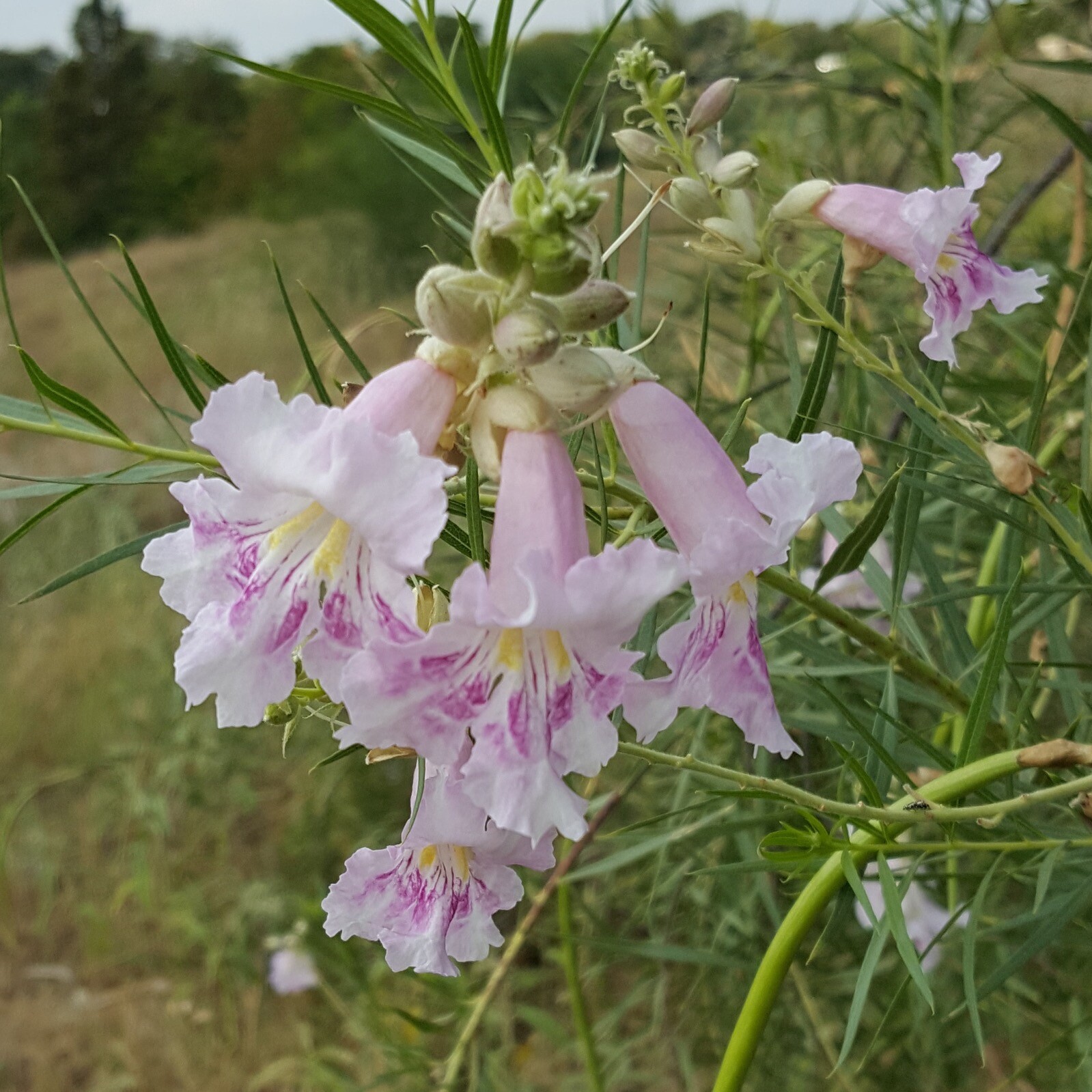 CHILOPSIS LINEARIS, TEXAS DESERT WILLOW, BOW WILLOW, MIMBRE, MXD COLORS! 30 SDS