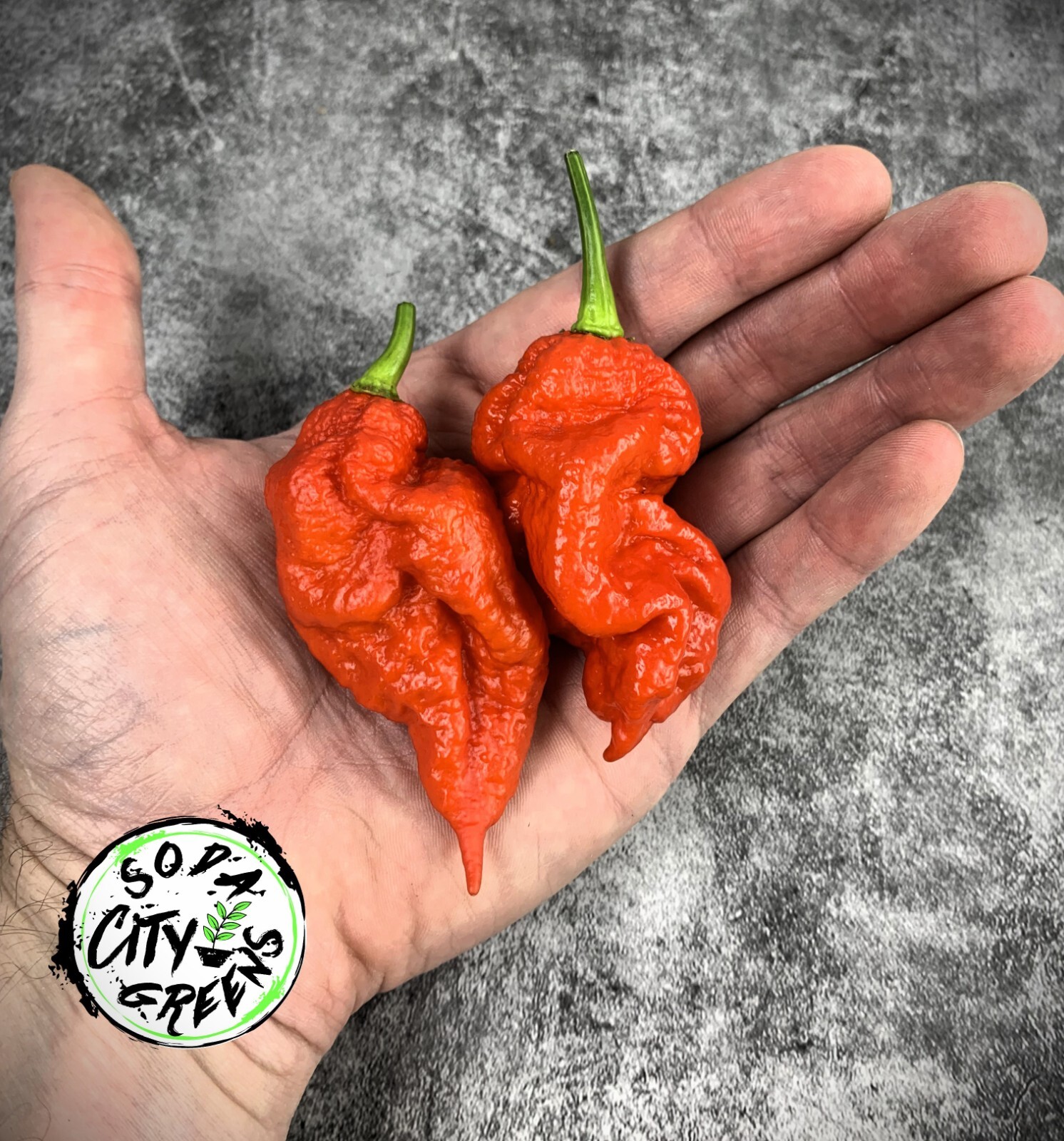 Reapion (Reaper x Scorpion Hybrid) Hot Pepper Seeds 10+