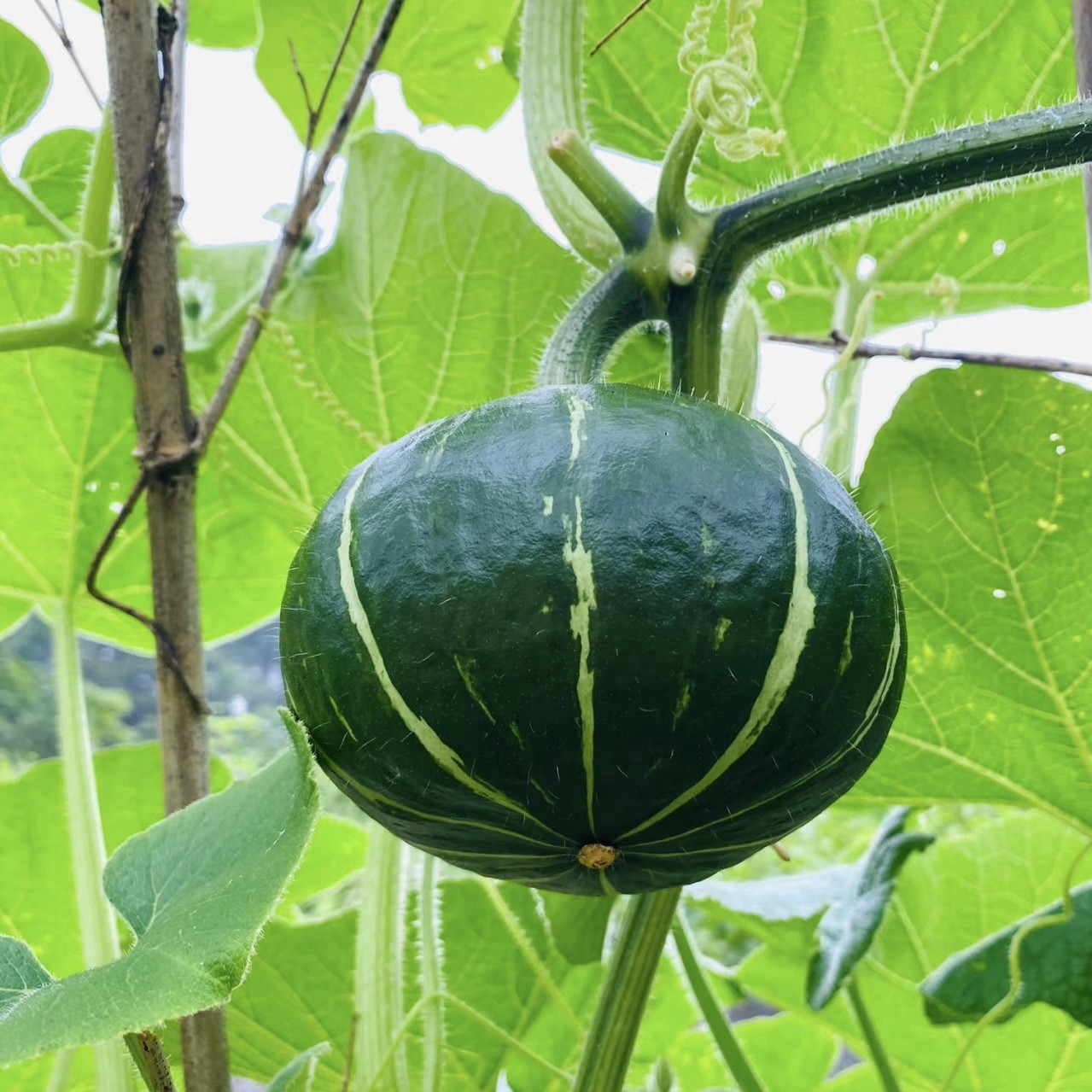 FREE SHIP 25+Japanese pumpkins , mini pumpkins seeds