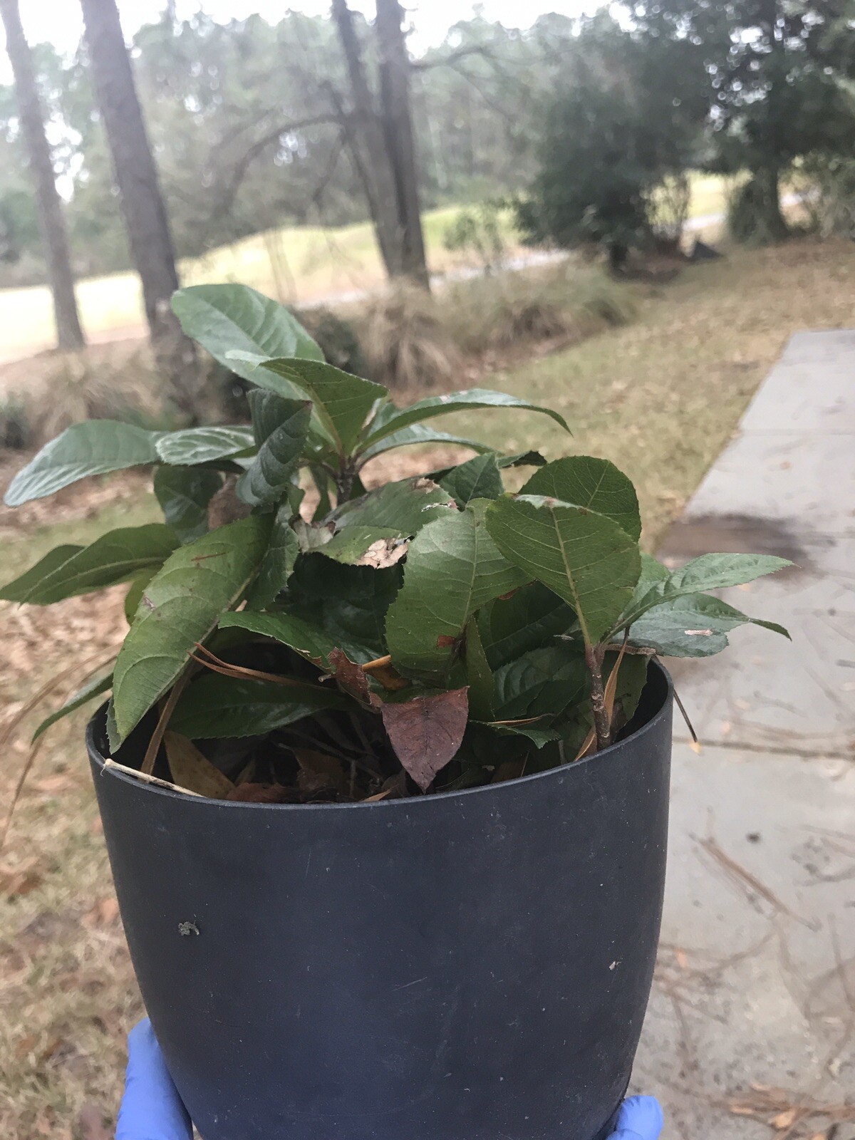 10 Organic Ornamental Plants – About 10” Tall Coral Berry Ardisia crenata