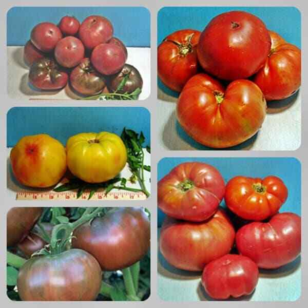 Favorite Slicer Tomato Seed Kit 30
