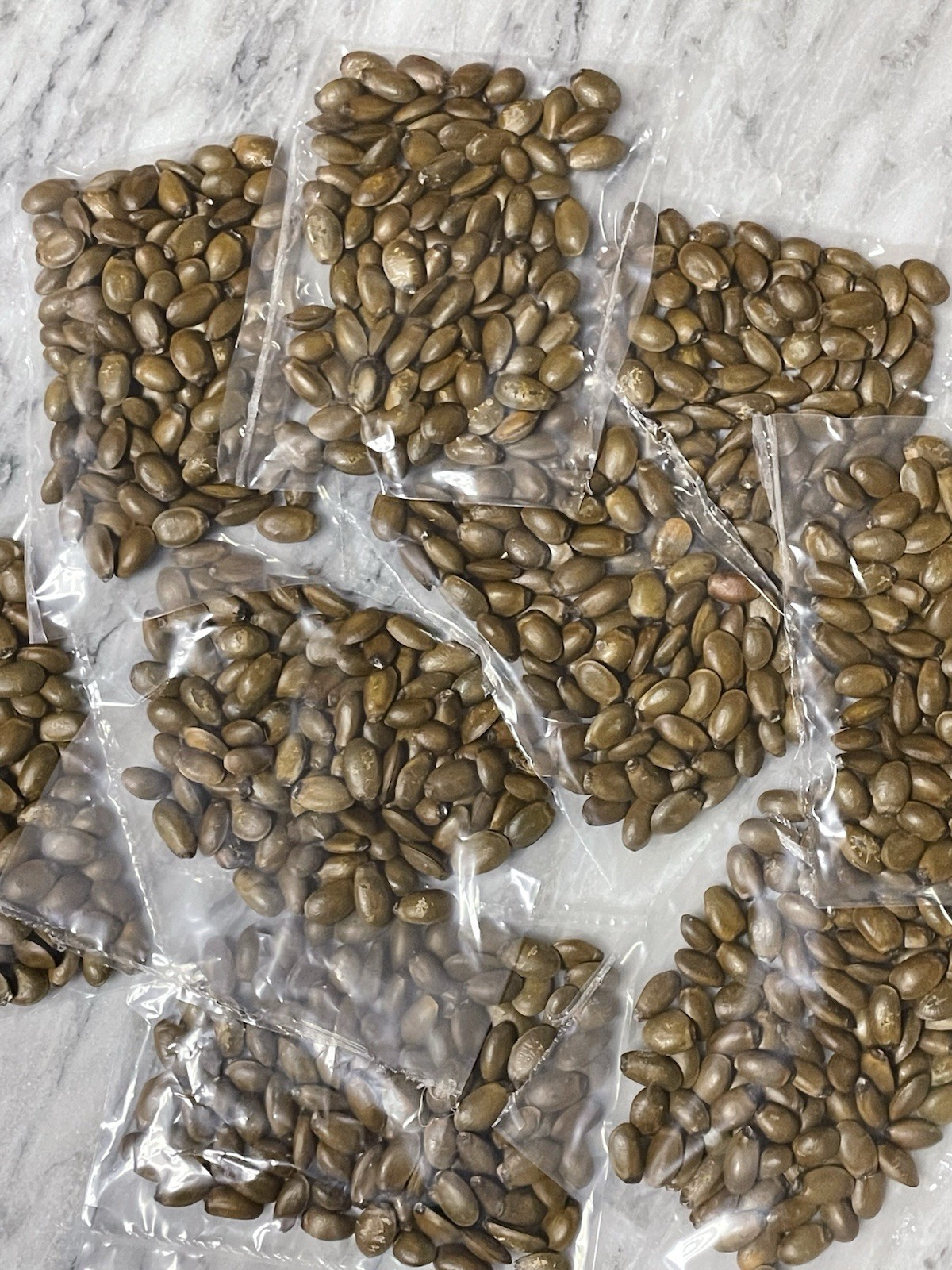 200 Soursop Seeds Graviola (Annona Muricata) Guanabana