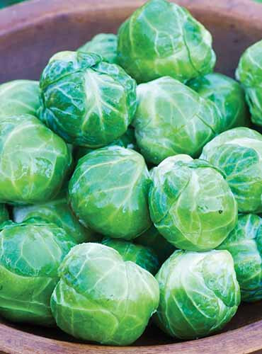 500+ Mighty Brussels Sprouts Seeds for Planting – USA – FREE SHIPPING!