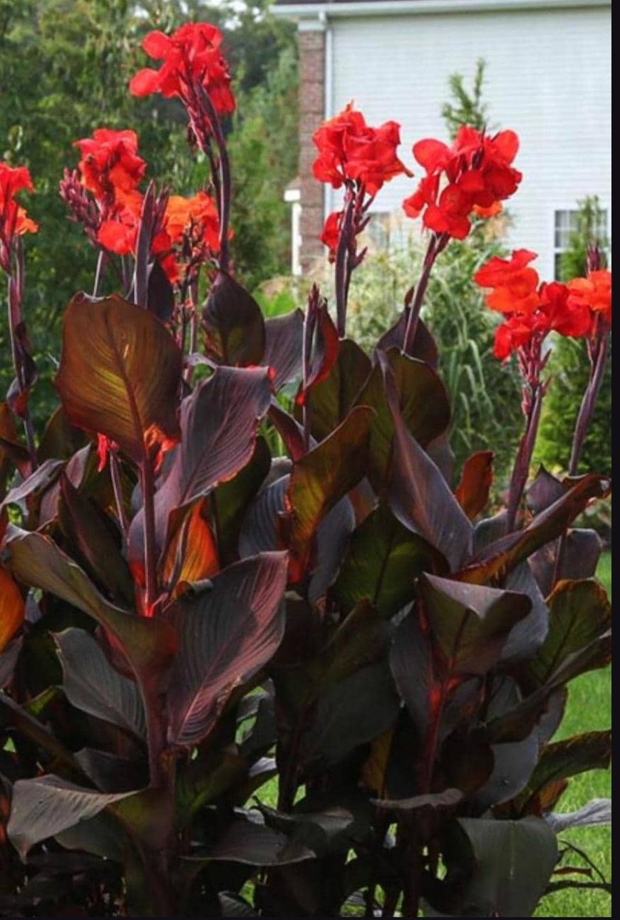 3 Rizhomes Tall Canna Lily Red Velvet