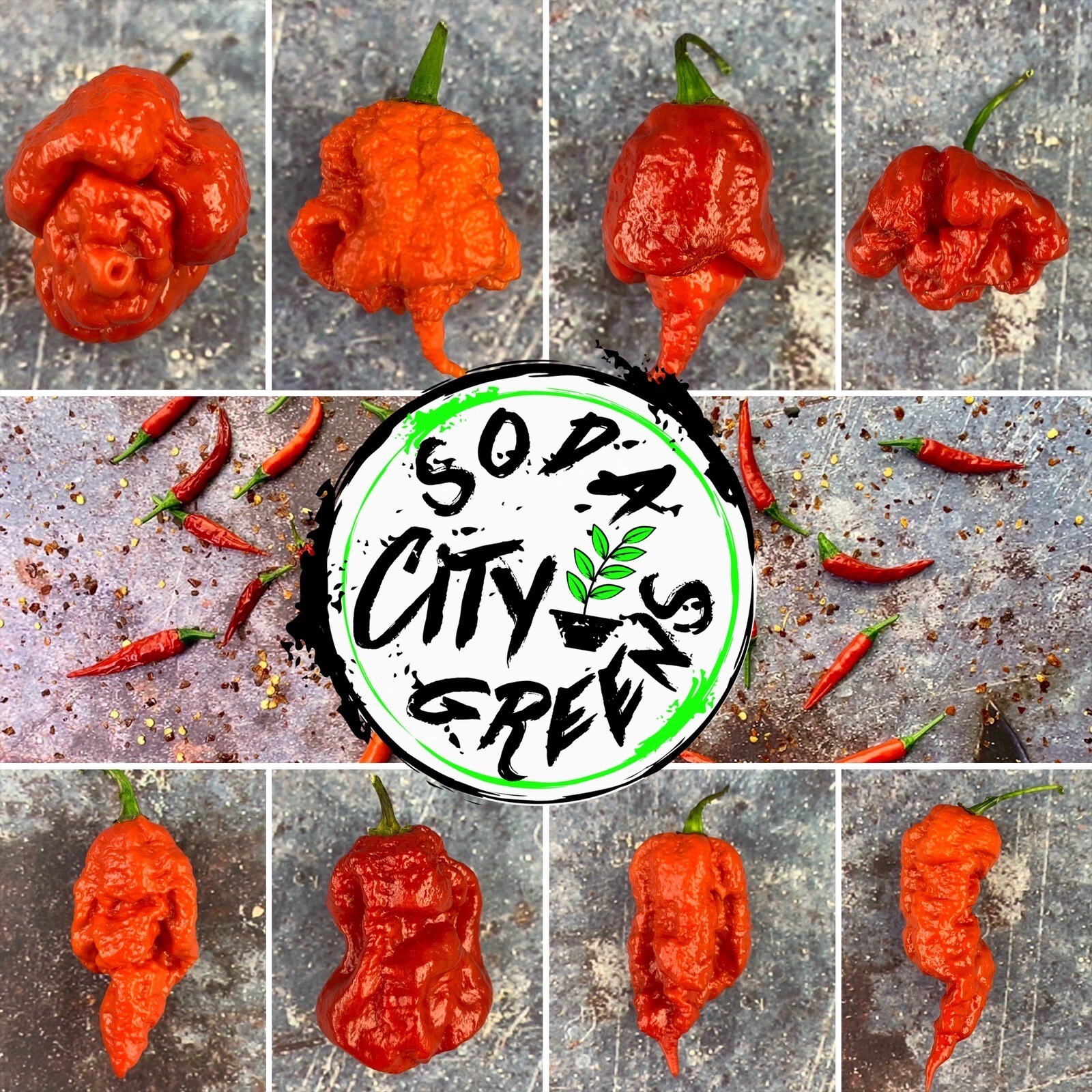 Reapion (Reaper x Scorpion Hybrid) Hot Pepper Seeds 10+