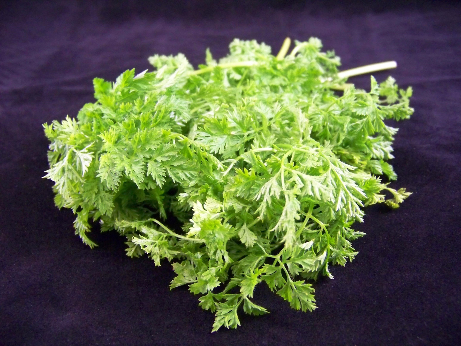200 BRUSSELS WINTER CHERVIL Gourmet European Heirloom Herb Vegetable Seeds
