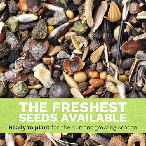 Mixed Color Hollyhock Seeds – 10,000 Flower Seeds for Planting – 1/4 Pound Bulk