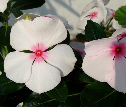 PERIWINKLE DWARF LITTLE BRIGHT EYES Catharanthus Roseus – 250 Bulk Seeds