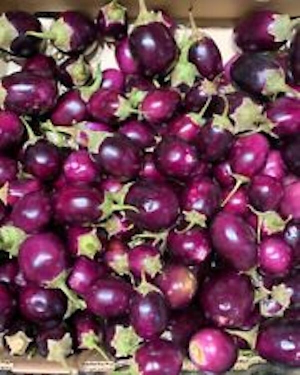 100+ seeds Thai small Mix white+ Purple, White+Green, Purple Eggplant – Cà Pháo
