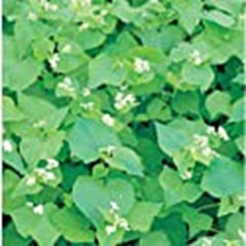 Buckwheat Seeds (((25 Seed Packet))) (More Heirloom, Organic, Non GMO, Vegetable