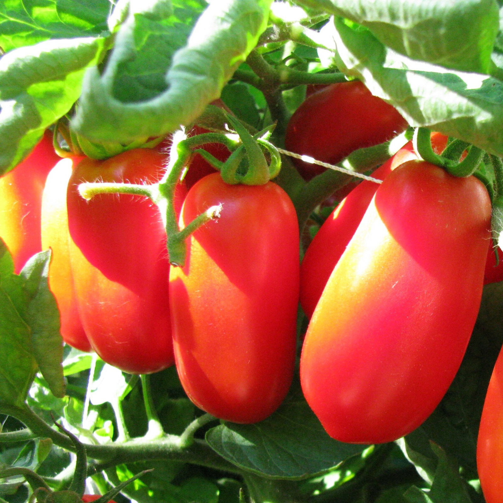 San Marzano Tomato Seeds | Italian Roma Plum Paste Heirloom Vegetable Seed 2024