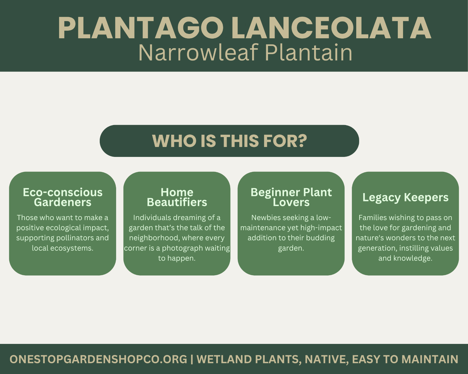 Plantago lanceolata | Narrowleaf Plantain | Bareroot