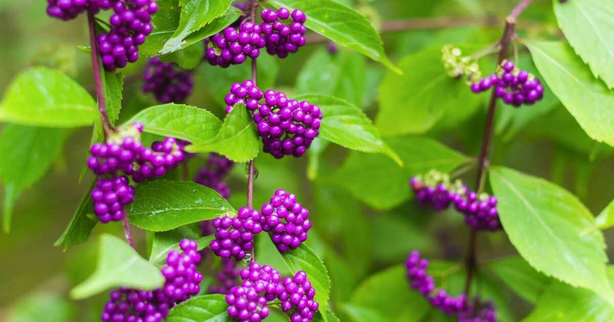 50 PURPLE AMERICAN BEAUTY BERRY seeds