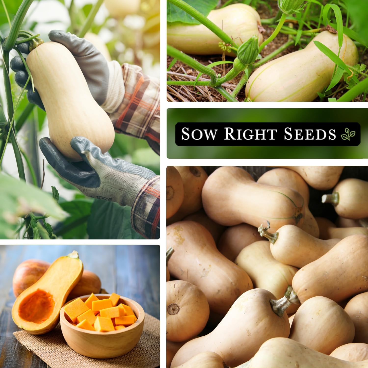 Waltham Butternut Squash Seeds 5g Packet – Non-GMO Heirloom with Instructions