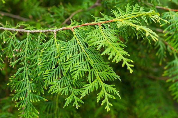 12 American White Cedar Tree Seeds